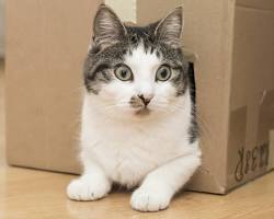 Imagem de cat hiding in a cardboard box