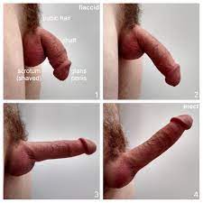 File:Circumcised human penis erection stages.jpg - Wikipedia