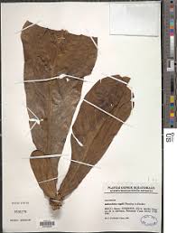 Image result for Anthocleista vogelii