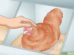 She may decide to give up if you keep. How To Break A Broody Hen With Pictures Wikihow