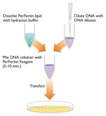 Explore cell line engineering build your own cell line knockout cell lines cancer related cell lines cas9 stable cell lines dcas9 stable cell lines. Standard Efficiency Dna Transfection For Cell Lines