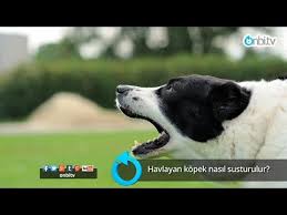 Havlayan Kopek Nasil Susturulur Youtube