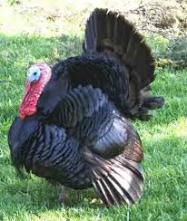 Black Turkey Characteristics Breed Information Modern