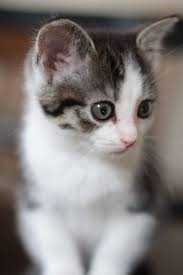 How To Stop Your Cat Spraying Cat Training Litter Box Cats Cat Spray