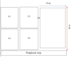Image result for Dewevrella cochliostema
