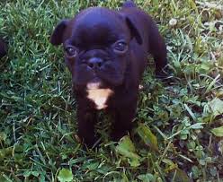 The cost to buy a bugg varies greatly and depends on many factors such as the breeders' location, reputation, litter size, lineage of the puppy, breed popularity (supply and demand), training, socialization efforts, breed lines and much more. Bugg Puppies Boston Terrier Pug For Sale In Urbana Ohio Classified Americanlisted Com