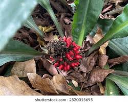 Image result for Commelina bracteosa