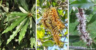 Image result for Grona setigera