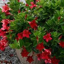 Trova immagini stock hd a tema red dipladenia rio flower growing pot e milioni di altre foto, illustrazioni e contenuti vettoriali stock royalty free nella vasta raccolta di shutterstock. Dipladenia Rio Red Dipladenia Estabrook S