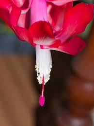 Hydro prickly pear cacti force rooting cacti cuttings in water. How To Propagate Christmas Cactus Houseplant Central