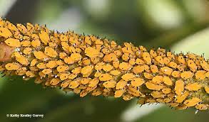 This bright yellow aphid with black appendages is commonly found in florida feeding on oleander, nerium oleander, milkweeds, such as butterfly weed, asclepias tuberosa, and scarlet milkweed, asclepias curassavica, and wax plant, hoya carnosa. The Enemy Of The Gardener Bug Squad Anr Blogs