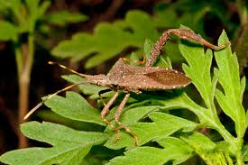 Image result for Lepidagathis eriocephala