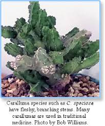 The other greener cacti, still looks good, i just do not know if the soil is still safe, if the other cacti is going mushy, pathogens are now there to exploit everything. Caralluma 2017 Henry Shaw Cactus And Succulent Society