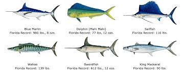 Various Fish Chart Florida Fish Fish Chart Colorful Fish