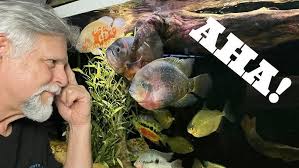 Top 10 beginner tips for keeping Corydoras catfish!