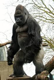 Monster Wow Animals Beautiful Animals Wild Animals