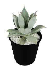 Image result for Thesium pygmaeum