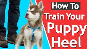 Check spelling or type a new query. How To Teach Your Puppy To Heel Youtube