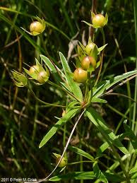 Image result for Lysimachia barbata