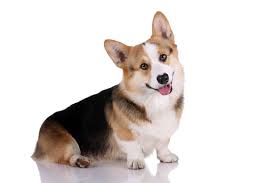 And you know, most of the time, amelia is smiling inside because she is one of the happiest friendliest dogs i've ever met. Corgi Sturdy Smart Loyal Dogs That Make Great Companions