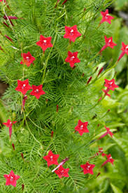 Cypress vine © 2012 tiffany e. Plant A Hummingbird Vine Attracts Lots Of Hummingbirds