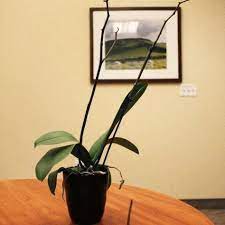 After Orchid Flowers Fall Phalaenopsis Orchid Care Indoor Orchids Pruning Orchids