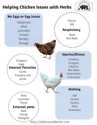 What Herbs Keep Chickens Healthy Timber Creek Farm
