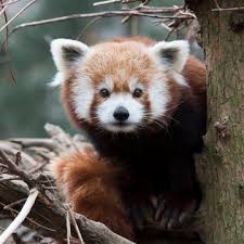 Exhibits Central Park Zoo Red Panda Kawaii Animals Cute Animals