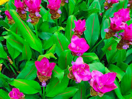 Image result for Blumea squarrosa