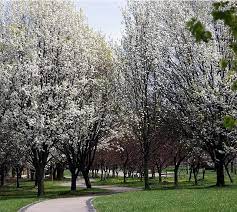 People come back to us to place additional orders of this incredibly popular tree. Bradford Pear Tree Semen Sex Smell