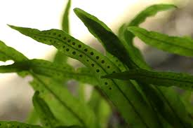 Image result for Lepisorus schraderi