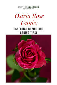 Osiria Rose Guide Essential Buying And Caring Tips Rose Care Rose Roses Garden Care