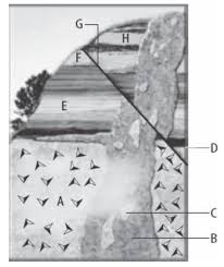After all the known form most useful for older woman in biology figure 1: Fossils Diagram Quizlet