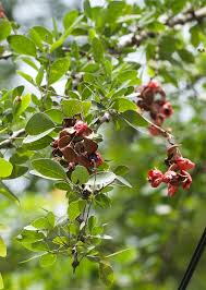 Image result for Pithecellobium dulce