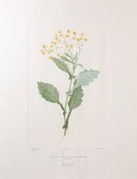 Image result for Senecio latifolius