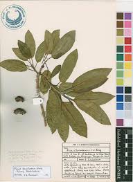 Image result for Ficus chirindensis