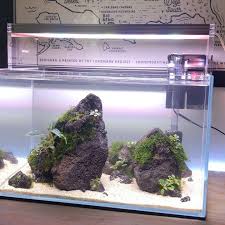 Desktop Archipelago Simple Scape Of Volcanic Rock And A Lot Of Glue La Plata Sand Bucephelandra And Mini Pellia Moss It Lives Terrarium Acquario