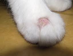 In acquired hair loss, the cat is born with a normal hair coat. Pet Case Study Sugar Cat Hair Loss Solved Animal Dermatology Referral Clinic Adrc
