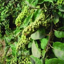 Image result for Phytolacca dodecandra