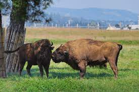 Rezervația naturală valea zimbrilor din vama buzăului. Rezervatia Naturala Valea Zimbrilor Vama Buzaului European Bison Animals