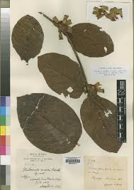 Image result for Rytigynia acuminatissima