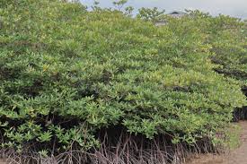 Image result for Rhizophoraceae