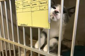 To adopt one of our animals, you must: Bc Spca Overwhelmed With Cats Kittens Needing Homes Houston Today