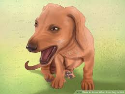 Though watching your dog throw up is unpleasant, it could be a sign they simply ate too much, too fast, or dug into something that didn't sit right with their belly. How To Know When Your Dog Is Sick Mintbowl Dog Wheelchair India Handicap Paralyzed Disabled Dogs Cats Labrador German Shepherd Pomeranian Pug Dachshund Wheelchair Dog Wheelchairs India