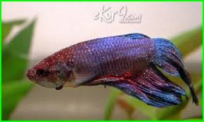 Ketahui 6 Tanda Ikan Cupang Sakit Serta Cara Mengatasinya Dunia Fauna Hewan Binatang Tumbuhan Binatang Hewan Ikan