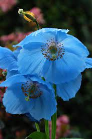 Great savings free delivery / collection on many items. Rp Seeds Meconopsis Lingholm Himalayan Poppy 25 Seeds 2 75