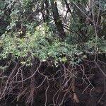 Image result for Eugenia capensis