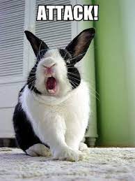 Check spelling or type a new query. 18 More Surprising Things That Bunnies Do Funny Rabbit Cute Bunny Pictures Bunny Pictures