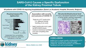 2019 novel coronavirus, wuhan seafood market pneumonia virus) — оболочечный одноцепочный. Sars Cov 2 Causes A Specific Dysfunction Of The Kidney Proximal Tubule Kidney International