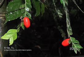 Image result for Anisophyllea quangensis